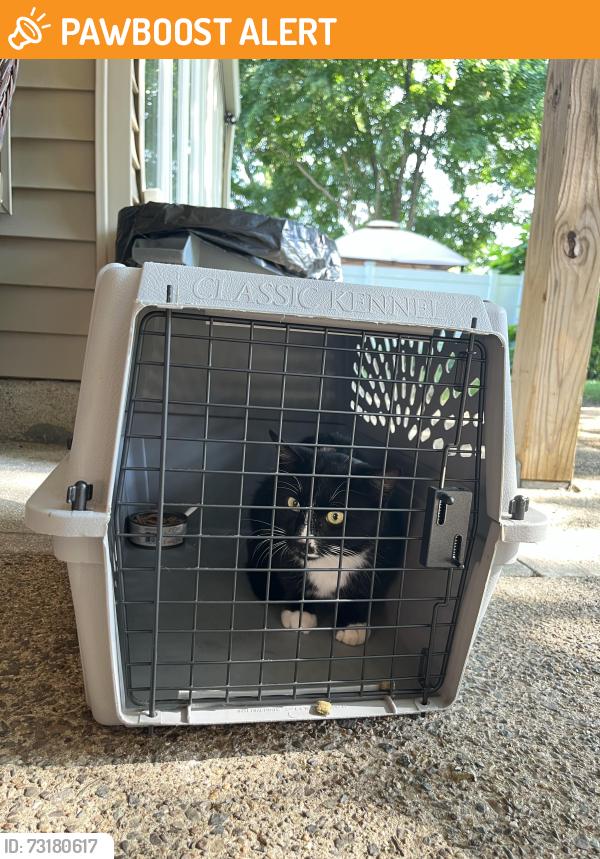 Found/Stray Unknown Cat last seen north boulevard elementary school, Pequannock Township, NJ 07444