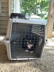 Found/Stray Unknown Cat last seen north boulevard elementary school, Pequannock Township, NJ 07444