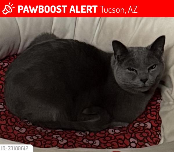 Lost Male Cat last seen S Valley Stream Dr & Winter Valley, Tucson, AZ 85757
