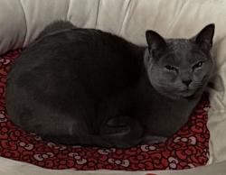 Lost Male Cat last seen S Valley Stream Dr & Winter Valley, Tucson, AZ 85757