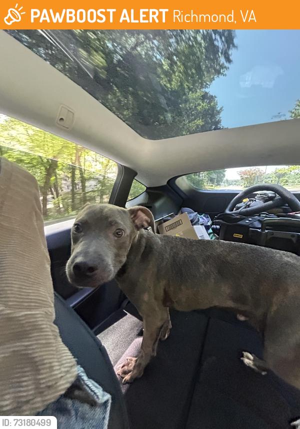 Found/Stray Male Dog last seen Warwick Rd & W Carnation St, Richmond, VA 23227
