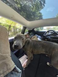 Found/Stray Male Dog last seen Warwick Rd & W Carnation St, Richmond, VA 23227