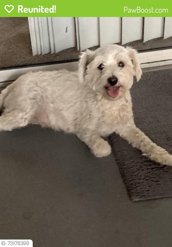 Reunited Female Dog last seen Durango and Gowan, Las Vegas, NV 89129