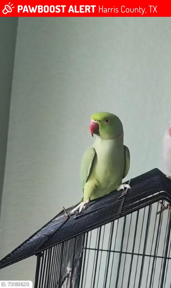 Lost Male Bird last seen Stockdick school rd & porter rs, Harris County, TX 77493