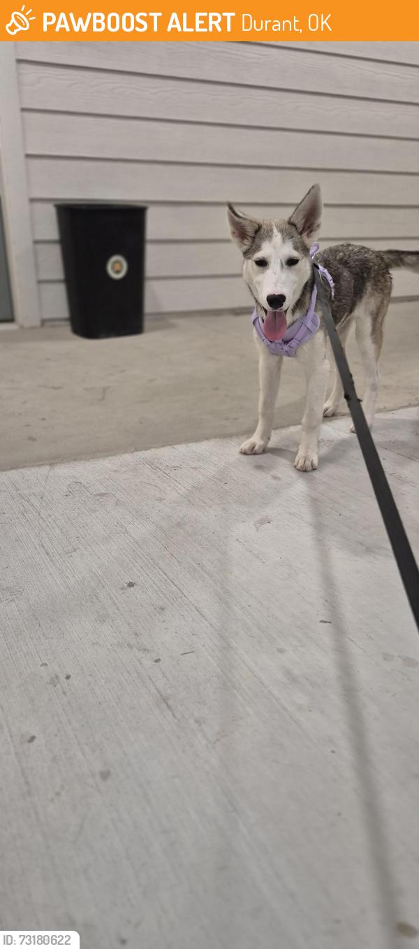 Found/Stray Female Dog last seen Near the apmt, Durant, OK 74701