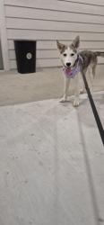 Found/Stray Female Dog last seen Near the apmt, Durant, OK 74701