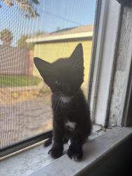 Reunited Female Cat last seen E El Paseo St, Long Beach, CA 90815