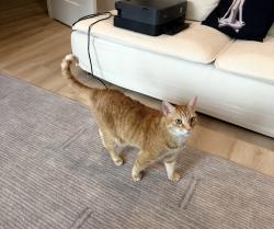 Reunited Male Cat last seen 12th St and East Caracas Street, Tampa, FL 33603