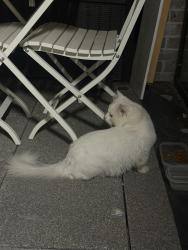 Found/Stray Male Cat last seen Legacy Wharf, Greater London, England E15