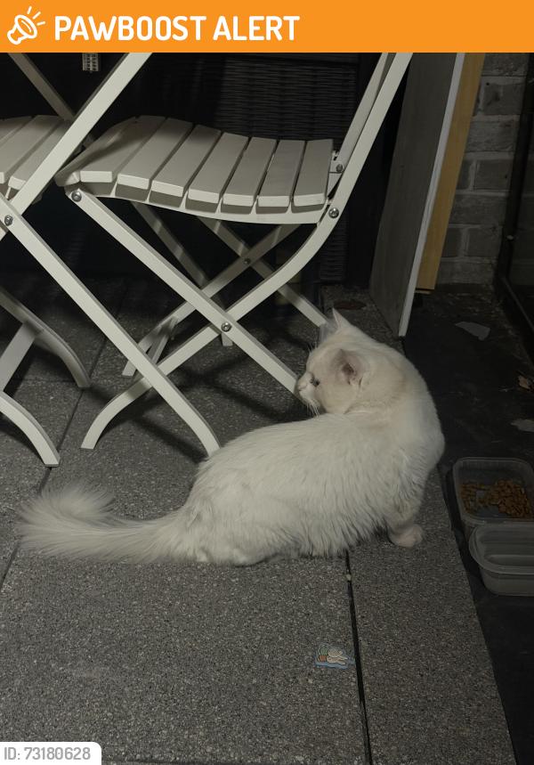 Found/Stray Male Cat last seen Legacy Wharf, Greater London, England E15