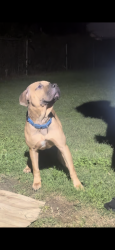 Lost Male Dog last seen Singleton blvd, Dallas, TX 75212