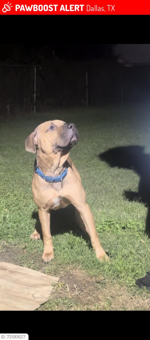 Lost Male Dog last seen Singleton blvd, Dallas, TX 75212