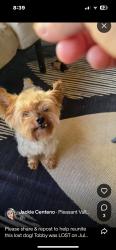 Reunited Male Dog last seen Tulare, CA 93274, USA, Tulare, CA 93274