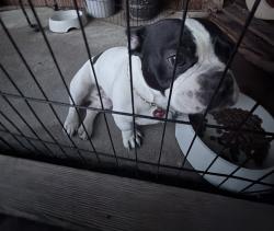 Reunited Male Dog last seen Pacific Ave, Redwood City, CA 94063