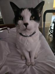 Lost Male Cat last seen Near yellow Pine Lane, Clermont, FL 34711