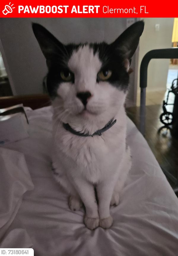 Lost Male Cat last seen Near yellow Pine Lane, Clermont, FL 34711