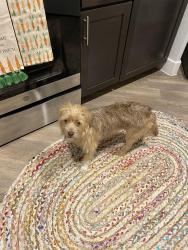 Reunited Female Dog last seen Bryant Irvin and 183, Fort Worth, TX 76132