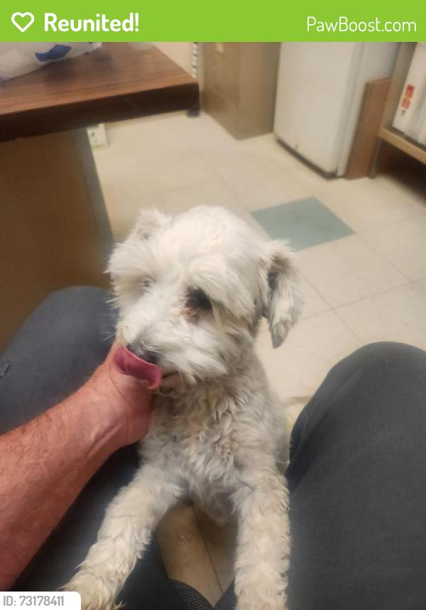 Reunited Female Dog last seen Durango Hills golf club, Las Vegas, NV 89129