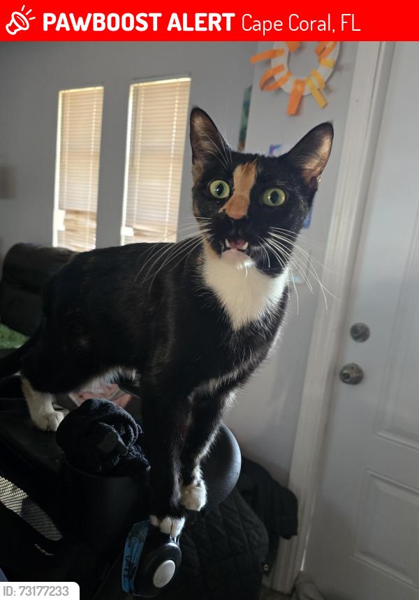 Lost Female Cat last seen Near, Cape Coral, FL 33909
