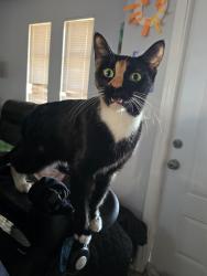Lost Female Cat last seen Near, Cape Coral, FL 33909