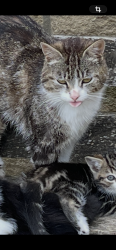 Lost Female Cat last seen Wharfe meadow farm chapel hill kearby, Chapel Hill, NC 27510