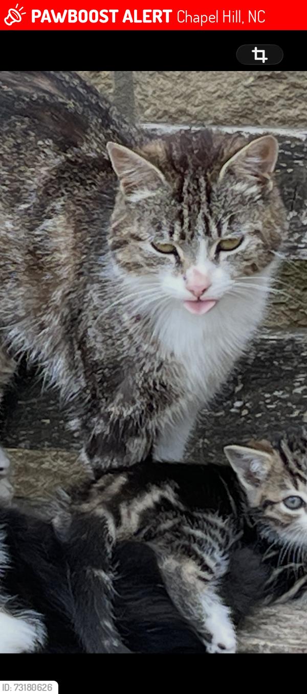 Lost Female Cat last seen Wharfe meadow farm chapel hill kearby, Chapel Hill, NC 27510