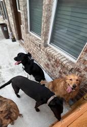 Reunited Female Dog last seen Long meadow farms, Long Meadow Farms, TX 77406