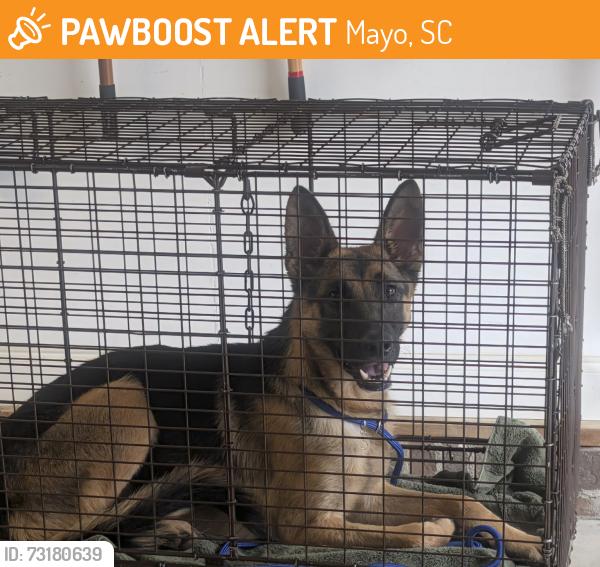 Found/Stray Male Dog last seen Cudd Rd and Chesnee Hwy, Mayo, SC, Mayo, SC 29323