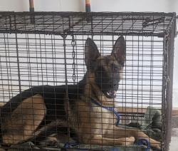 Found/Stray Male Dog last seen Cudd Rd and Chesnee Hwy, Mayo, SC, Mayo, SC 29323