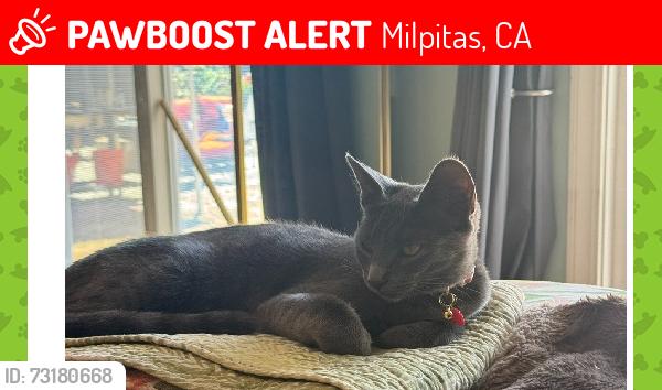 Lost Female Cat last seen view Dr., Milpitas, CA 95035