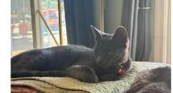 Lost Female Cat last seen view Dr., Milpitas, CA 95035