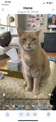 Reunited Male Cat last seen Ipswich rd and Spofford rd, Boxford MA, Boxford, MA 01921