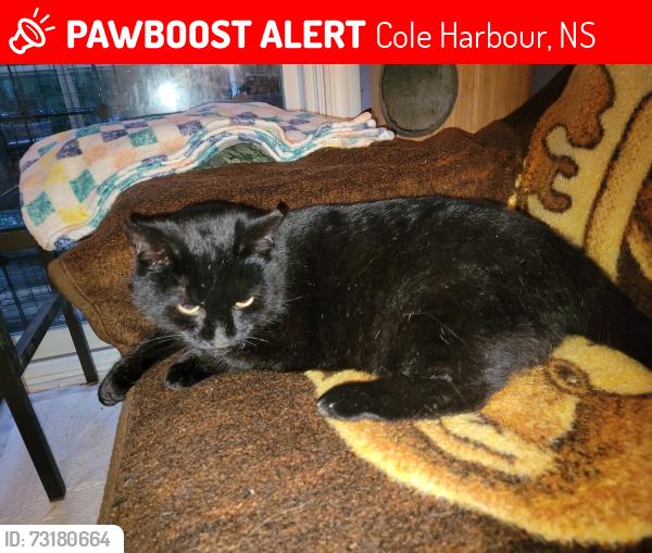 Lost Female Cat last seen Bussett park colby dr, Cole Harbour, NS 