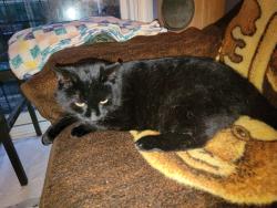 Lost Female Cat last seen Bussett park colby dr, Cole Harbour, NS 