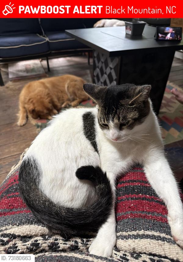 Lost Male Cat last seen Lake Tomahawk, Black Mountain, NC 28711