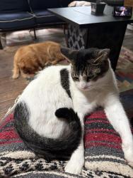 Lost Male Cat last seen Lake Tomahawk, Black Mountain, NC 28711