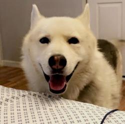 Lost Male Dog last seen Apple creek Dr and Forest Hills Dr, Victorville, CA 92395