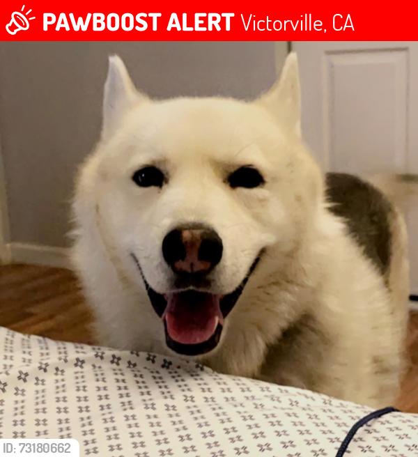 Lost Male Dog last seen Apple creek Dr and Forest Hills Dr, Victorville, CA 92395