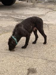 Found/Stray Female Dog last seen W Washington st and Rockville rd intersection, Indianapolis, IN 46224