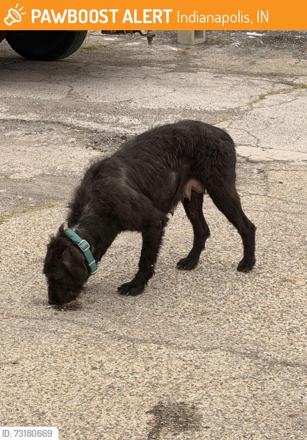 Found/Stray Female Dog last seen W Washington st and Rockville rd intersection, Indianapolis, IN 46224