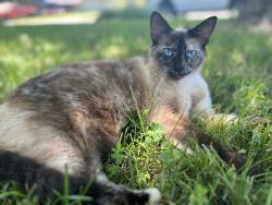 Lost Female Cat last seen Maria Street and McRay, Springdale, AR 72762