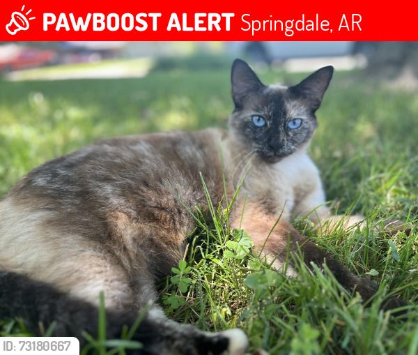 Lost Female Cat last seen Maria Street and McRay, Springdale, AR 72762