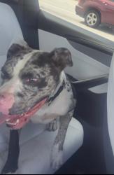 Found/Stray Male Dog last seen Flaglert st, Miami, FL 33184