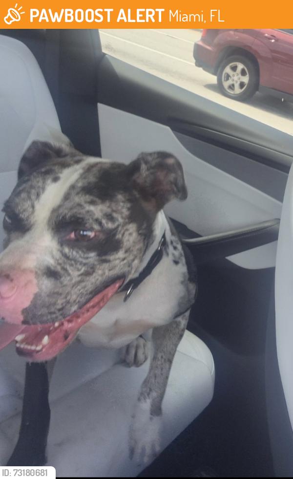 Found/Stray Male Dog last seen Flaglert st, Miami, FL 33184
