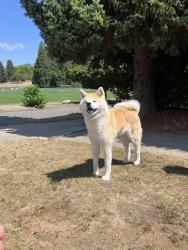 Reunited Male Dog last seen W 29th & Crown St, near Chaldecott Park, Vancouver, BC V6S 1V4