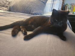 Lost Male Cat last seen 130th and Chicago, Lubbock, TX 79401