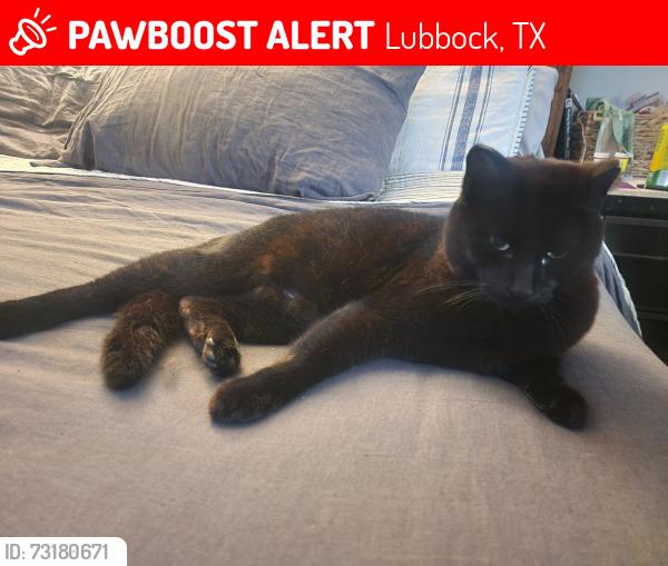 Lost Male Cat last seen 130th and Chicago, Lubbock, TX 79401