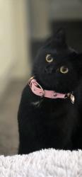 Reunited Female Cat last seen Hope street, Merseyside, England WA12 9RQ