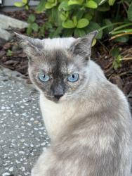 Reunited Female Cat last seen Mapledale/Northdale, Tampa, FL 33614