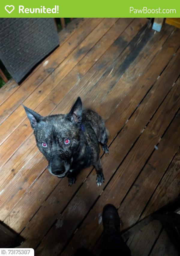Reunited Male Dog last seen Hiddenite, Hiddenite, NC 28636